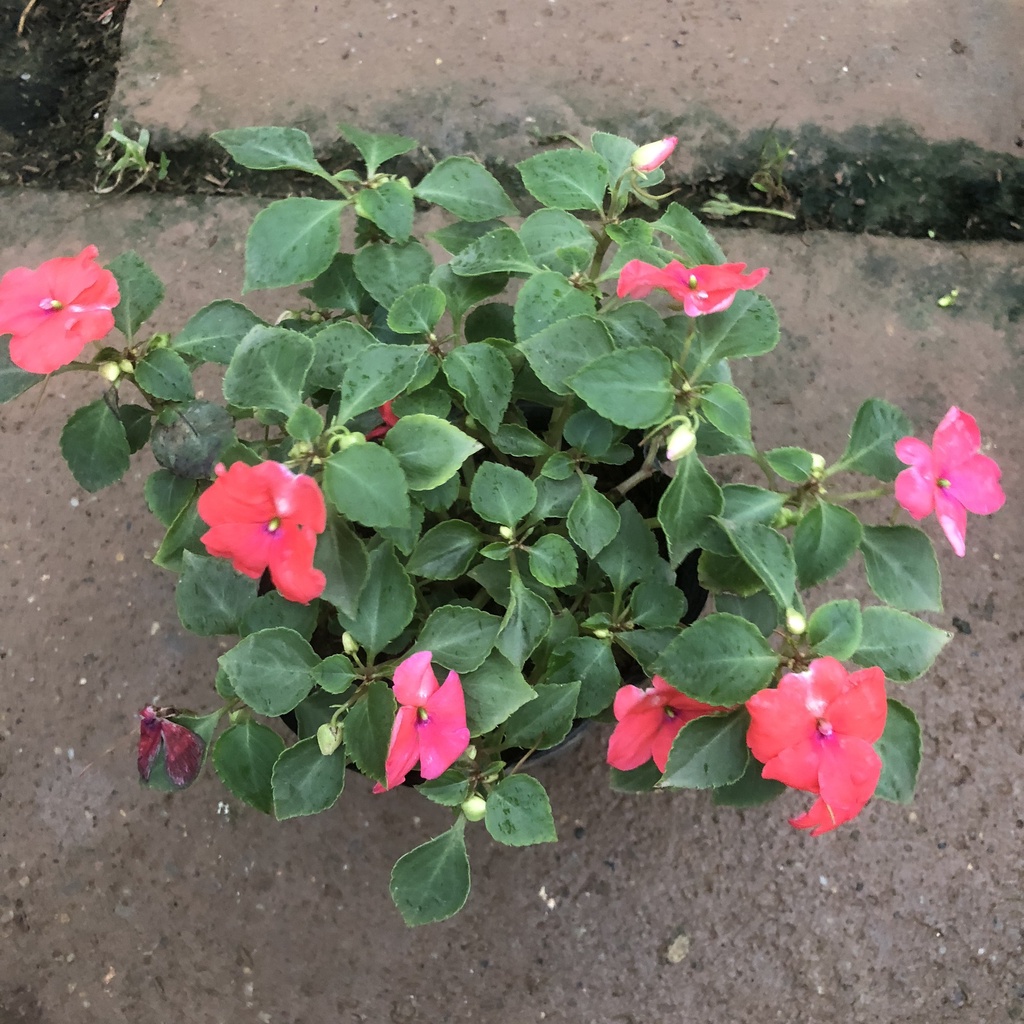 Cây hoa ngọc thảo , Cao15cm, cây có nhiều nụ hoa nở đẹp lá xanh mướt, thích hợp trang trí ban công