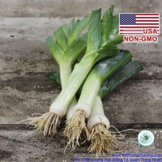 1gr-300h Hạt Giống Tỏi Tây Hành Baro Boaro - USA Siêu Ngon (Allium porrum)