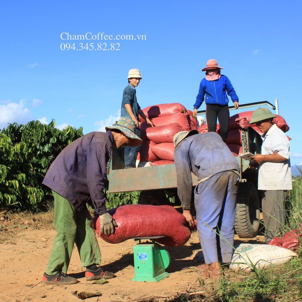 500g Cà Phê Arabica Đà Lạt (500gram/bịch) | BigBuy360 - bigbuy360.vn