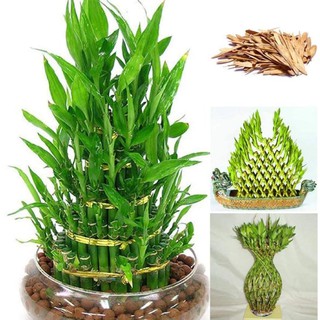 CÂY TRÚC PHÁT LÔC (CÂY TÀI LỘC) MANG LẠI MAY MẮN, TÀI LỘC_CÂY PHONG THỦY