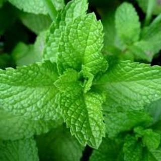 Hạt giống bạc hà âu spearmint
