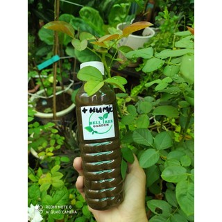 phân đậu tương bón Dâu Tây - Hoa hồng chai 500ml