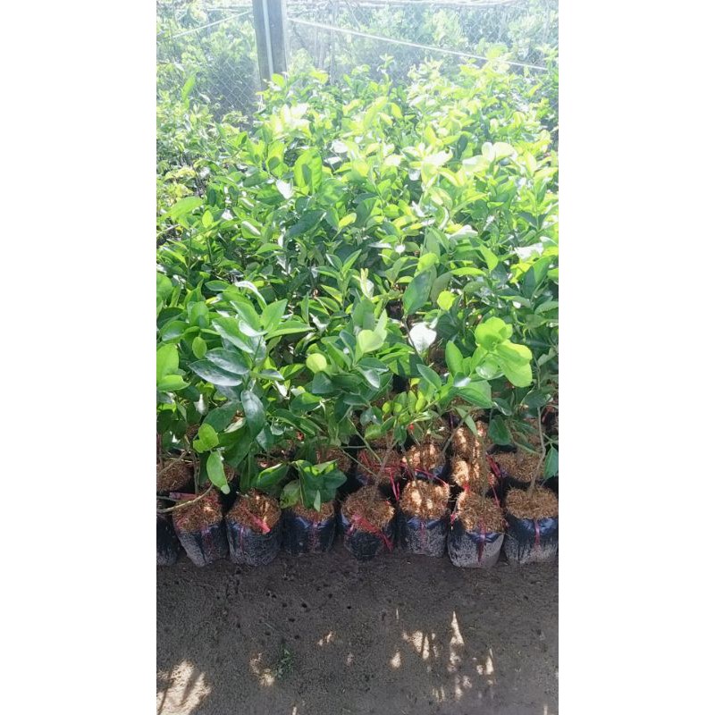 CÂY GIỐNG CHANH KHÔNG HẠT TỨ QUÝ