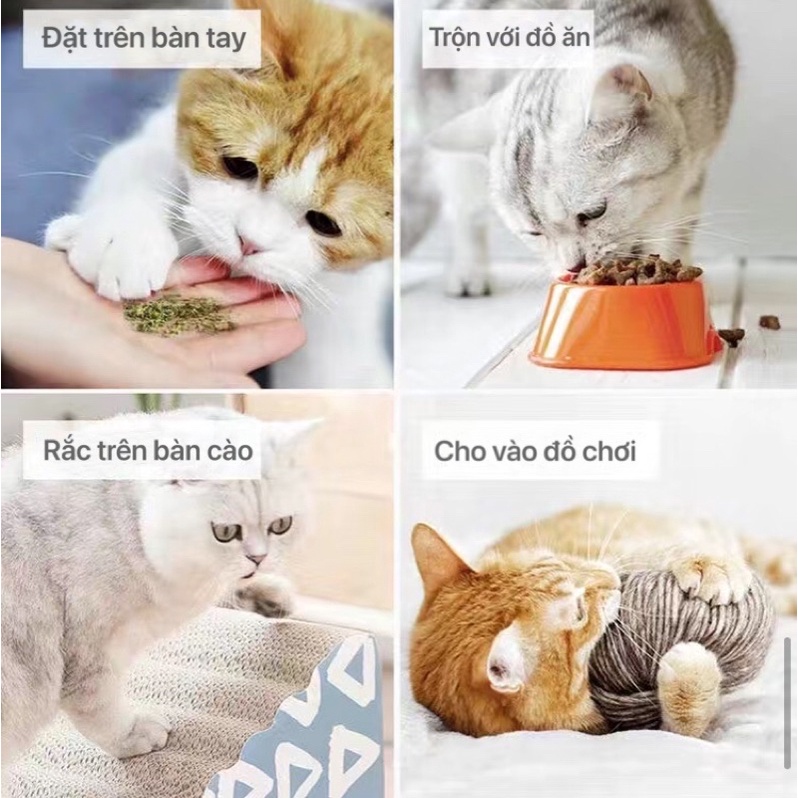 CATNIP bột cỏ bạc hà dạng ống chăm sóc sức khoẻ cho chó mèo thành phần tự nhiên