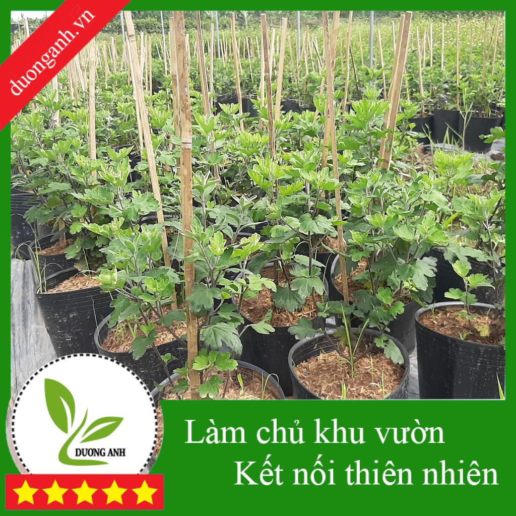 [ HOT ] Cây hoa cúc thân gỗ lâu năm | Cúc cổ sơn la màu đỏ đô hoa nở đúng tết | Chịu được nóng | số lượng lớn