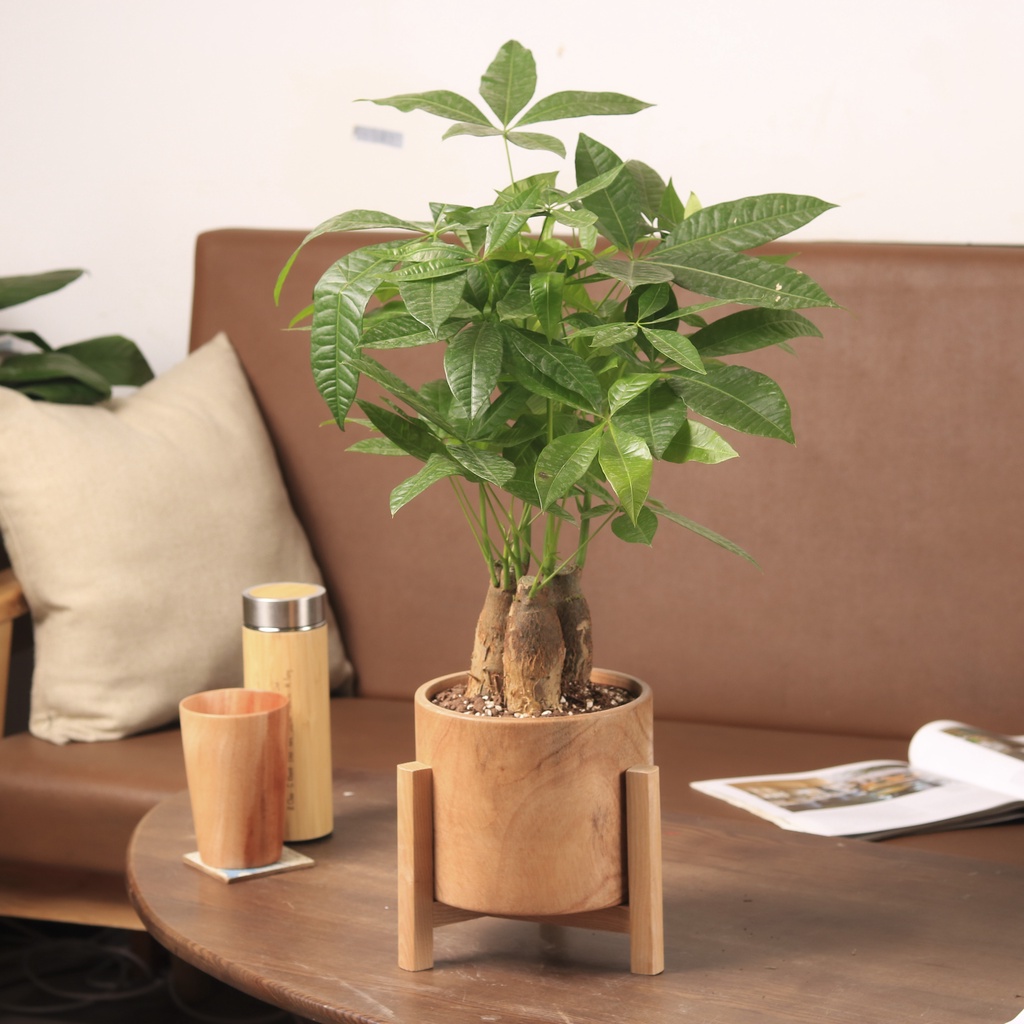 Chậu cây Kim Ngân 3 thân - Tam lộc sinh tài lộc cho người mệnh Mộc và mệnh Hoả | Size LS | THE FISH DESIGN