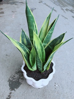Chậu Lưỡi Hổ Hoàng Kim