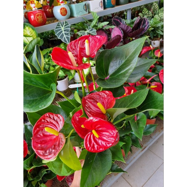 Chậu Cây hồng môn đỏ - giống siêu bông