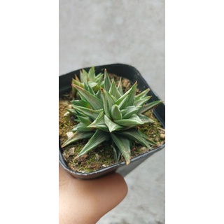 Sen Đá Móng Rồng Var