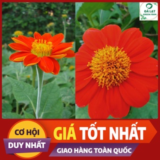 💥HẠT GIỐNG HOA CÚC SƠN QUỲ(DÃ QUỲ ĐỎ)- 50 HẠT💥