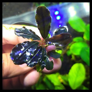Bucephalandra Sp Có Màu Tím Xanh Lam
