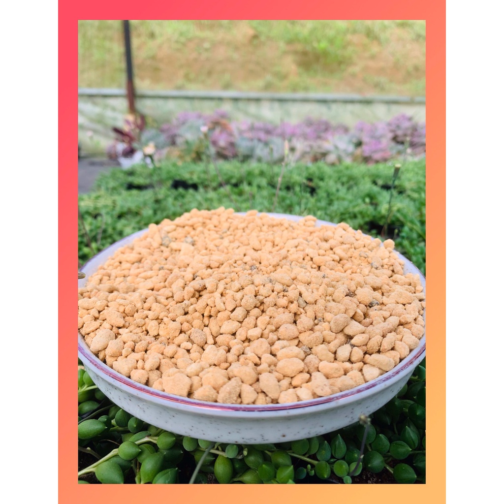 ĐẤT KANUMA CHO SEN ĐÁ, XƯƠNG RỒNG