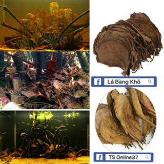 150G Lá Bàng Khô tự nhiên kháng khuẩn tăng sức đề kháng cho cá - làm giảm độ PH