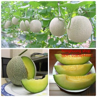 Hạt giống dưa lưới