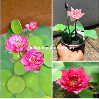 10H - hạt giống hoa sen mini Nhật