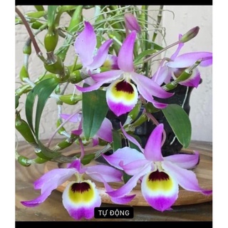 hoa lan chuỗi Ngọc chơi Tết