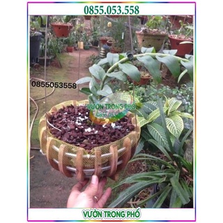 LƯỚI LÓT CHẬU TRỒNG PHONG LAN