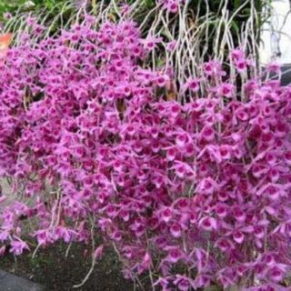 Hoa lan phi điệp tím giống