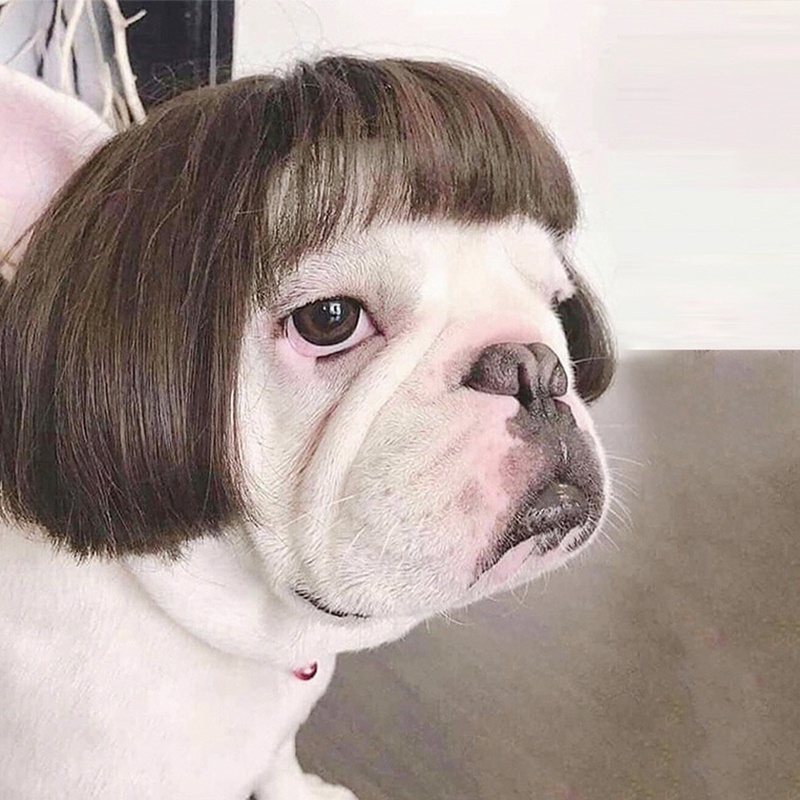 Tóc giả cho chó cưng Mèo Cospaly Đạo cụ Tóc giả Hài hước Tiara Hairp mảnh Trang điểm Quần áo cho Chó Mèo Phụ kiện Tóc Phụ kiện Vật nuôi Quần áo