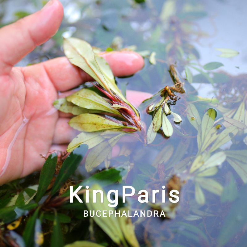 Bucep King Paris | Hàng ngọn | Lá cạn | cây thủy sinh siêu khác biệt