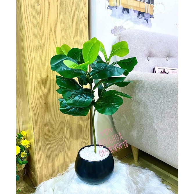 🥰 Cây bàng Singapore giả cao 65cm, 3 nhánh decor siêu siêu xinh giống thật 99%