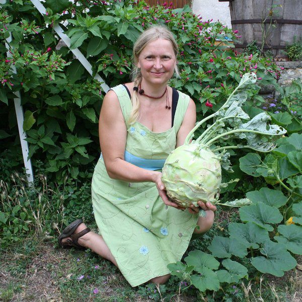 10H - Hạt giống Su Hào Khổng lồ F1 (Superschmelz Kohlrabi) Nhập Mỹ - Nảy mầm 100%
