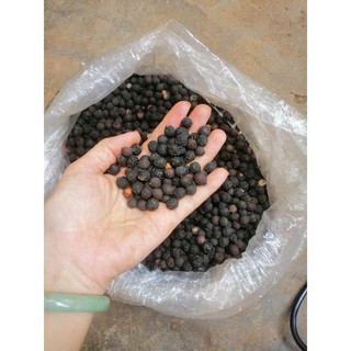 Hạt giống đàn hương trắng