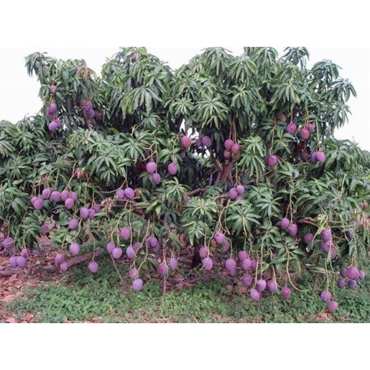 CÂY GIỐNG XOÀI TÍM THÁI LÙN HẠT LÉP