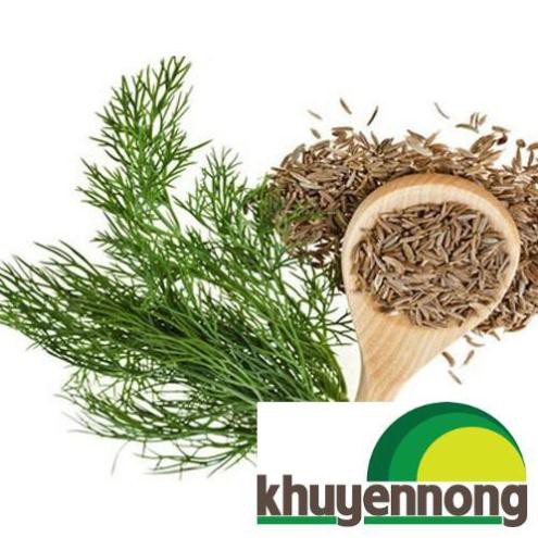 400 Hạt giông rau thì là