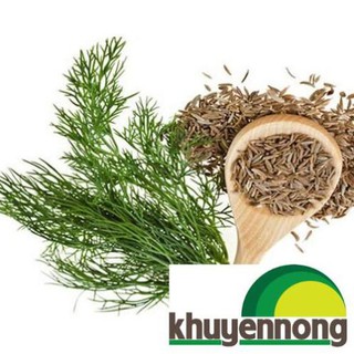 400 Hạt giông rau thì là