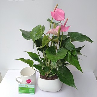 Cây Hồng Môn Hồng Đẹp