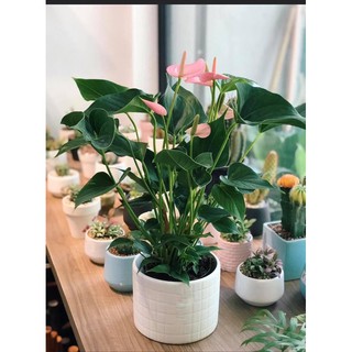 [ RẺ NHẤT MIỀN BẮC] Cây hồng môn hồng