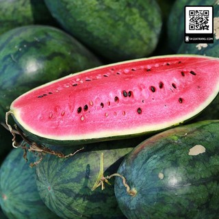hạt giống cây dưa hấu F1 (1gr)~ 40 hạt