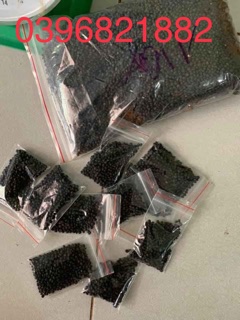 Sỉ 1 lạng hạt giống măng tây