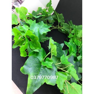 Cây giả - Dây leo nguyệt quế