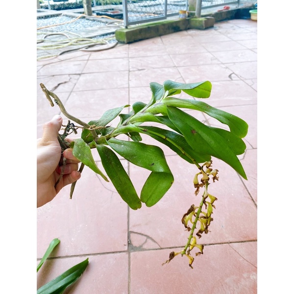 GIÁNG HƯƠNG TAM BẢO SẮC LÁ XẾP HÀNG THUẦN BÓC