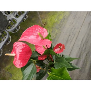 Cây hồng môn đỏ bông to