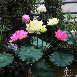 Nhành hoa sen lớn hơn 1m