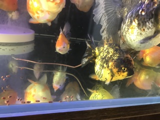[LEN Goldfish] Cám Bufalo’s House