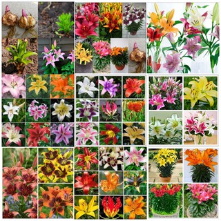 combo 5 củ hoa ly có ngồng hoa