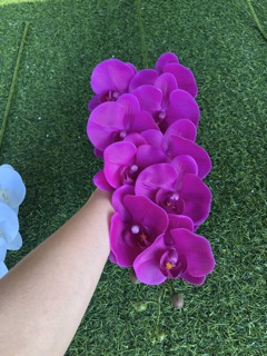 HOA LAN HỒ ĐIỆP 9 BÔNG