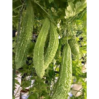 Hạt giống mướp đắng nhật 5 hạt