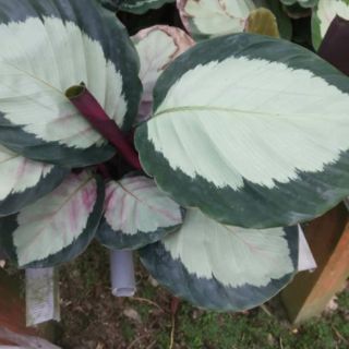 Cây đuôi công Calathea Rosy Thai