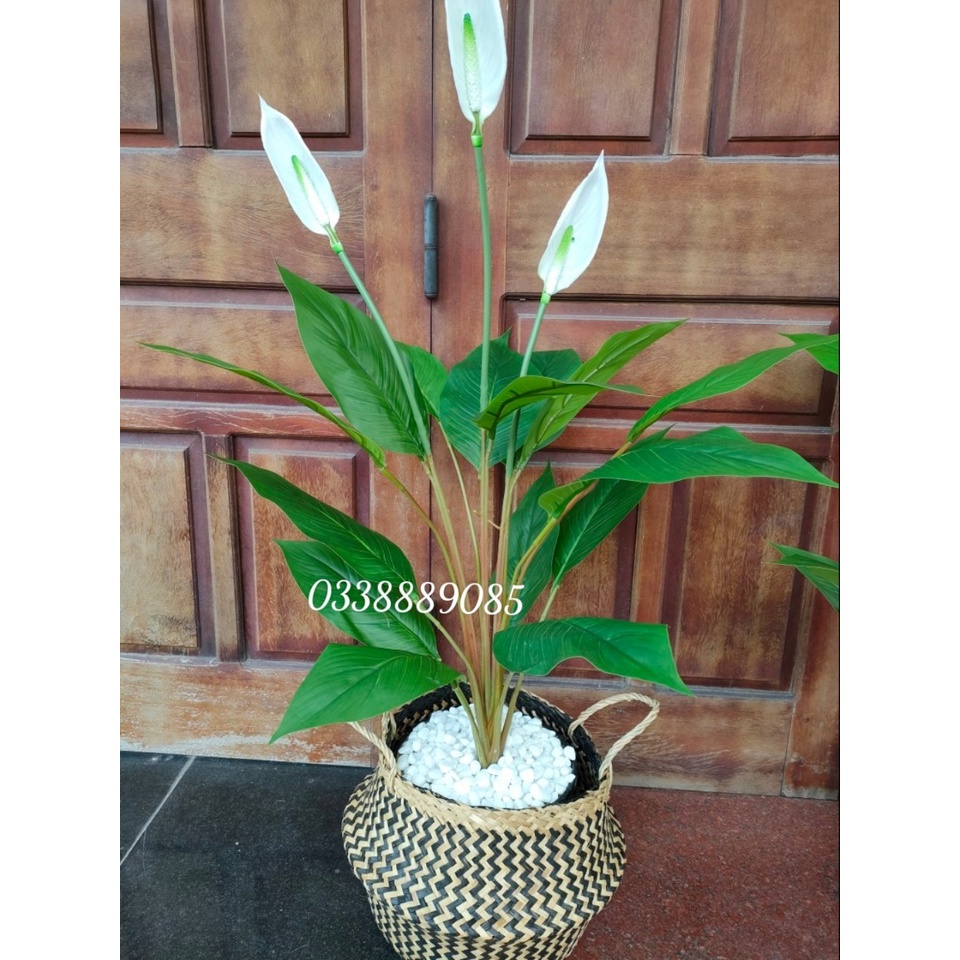 Cây Lan Ý giả cảnh cao 95cm trang trí phòng khách,văn phòng