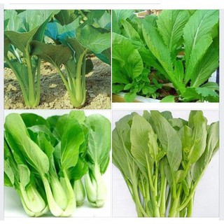 combo 4 gói hạt giống rau cải ( cải ngọt, cai xanh ,cải chíp, cải ngòng )