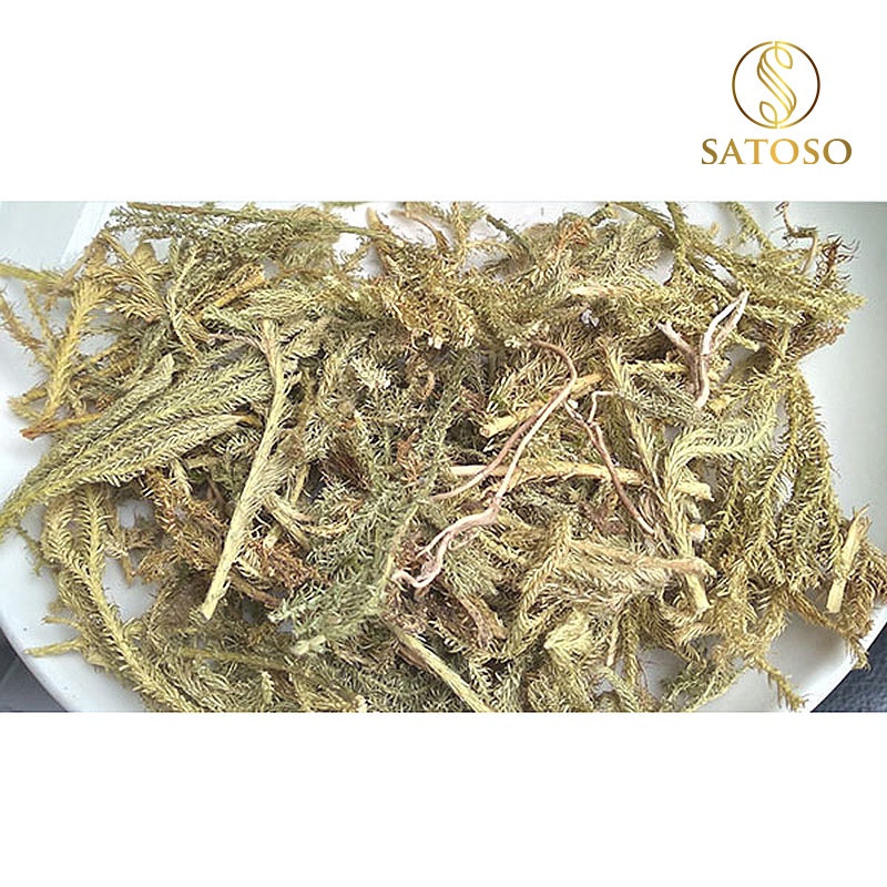 Cây thông đất khô SATOSO 1kg thượng hạng SA38