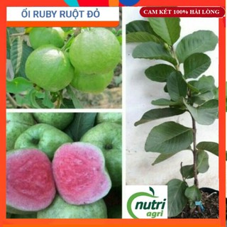 Cây Giống - Cây Ổi Ruby Ruột Đỏ , Bầu To, Cây Đẹp Mới Về