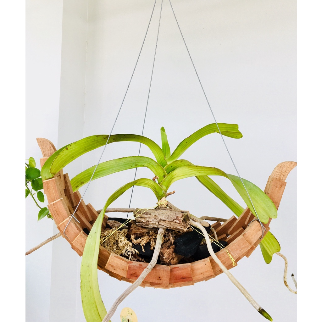 THUYỀN GỖ LIM TRỒNG LAN - 45x20x20- THUẬN BUỒM XUÔI GIÓ - trang trí để bàn, treo - Mayhong garden