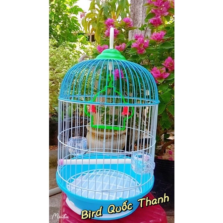 Lồng TQ hút mật