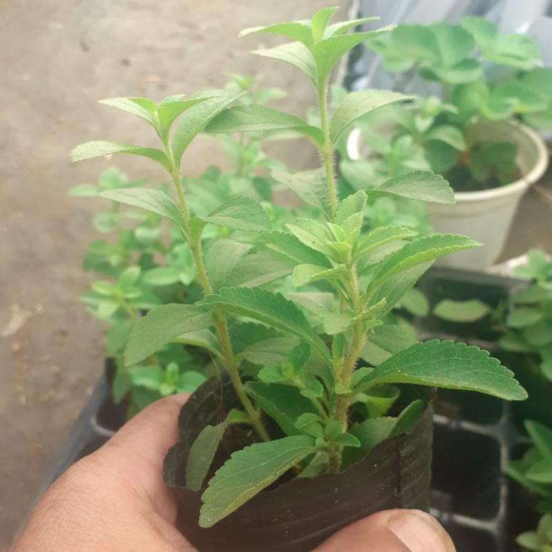 cây cỏ ngọt bầu8×8